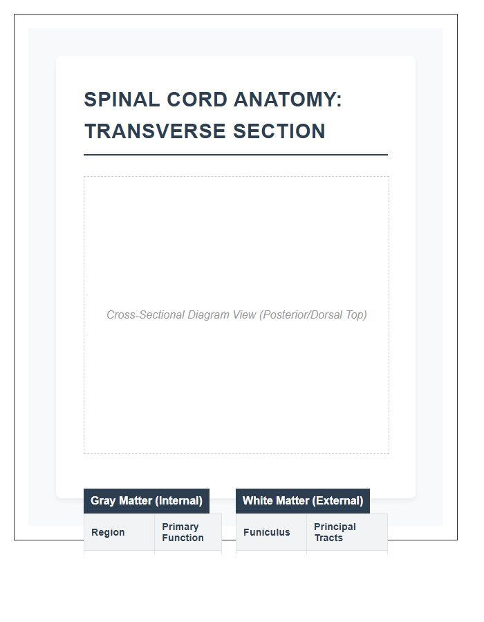 Comprehensive Human Spinal Cord Cross Section Printable Chart