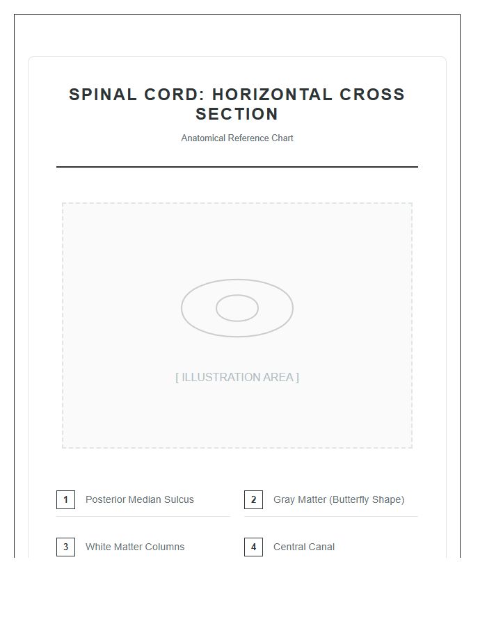 Illustrated Human Spinal Cord Cross Section Printable Chart