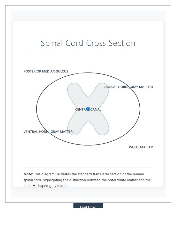 Labeled Human Spinal Cord Cross Section Printable Chart