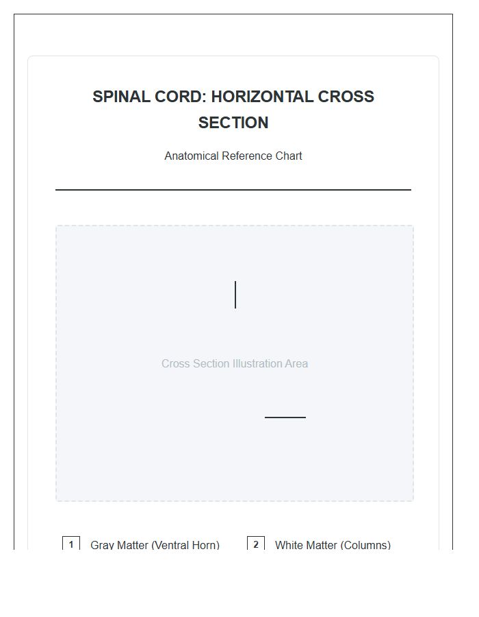 Medical Human Spinal Cord Cross Section Printable Chart