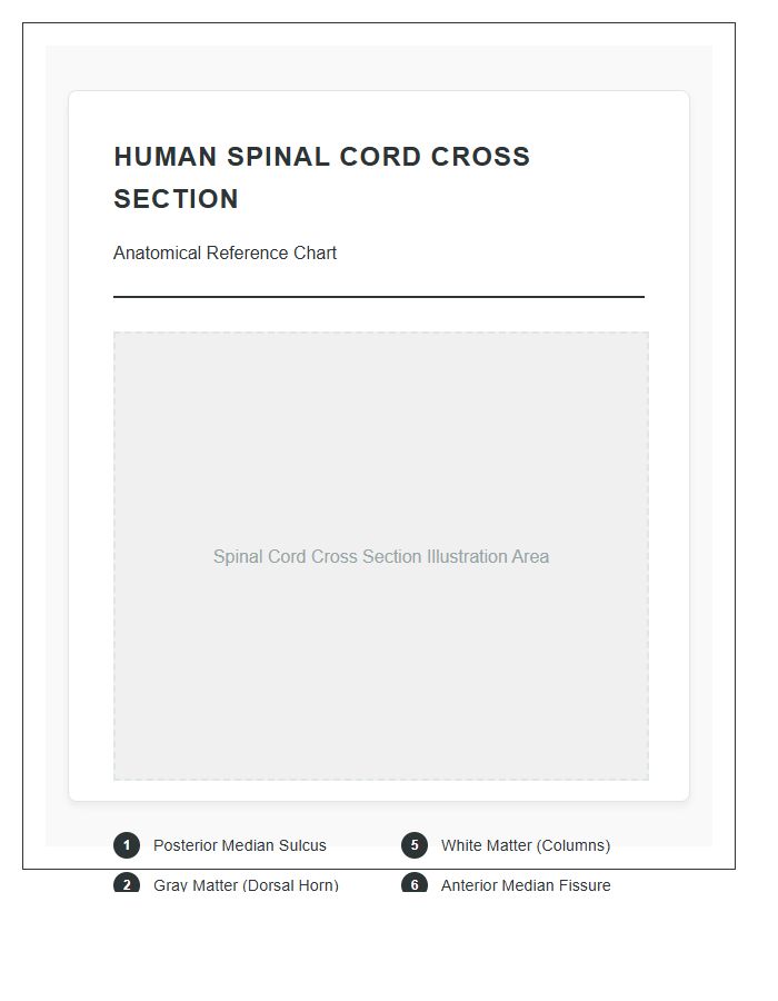 Reference Human Spinal Cord Cross Section Printable Chart