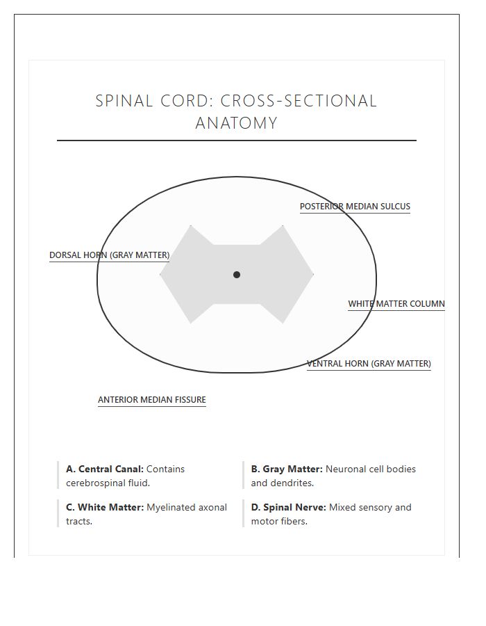 Scientific Human Spinal Cord Cross Section Printable Chart