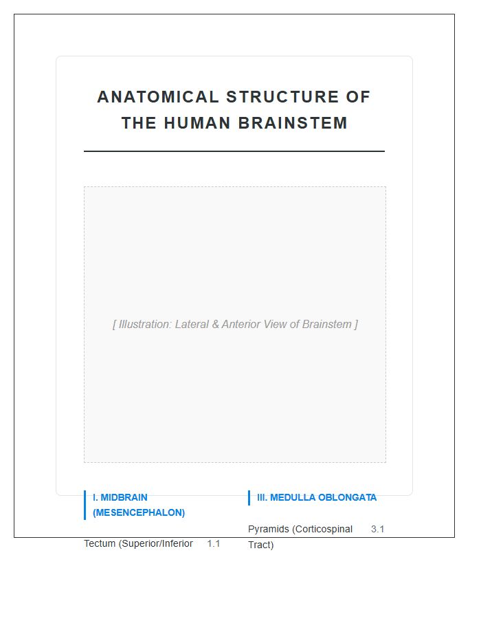 Anatomical Structure Of The Human Brain Stem Printable Chart