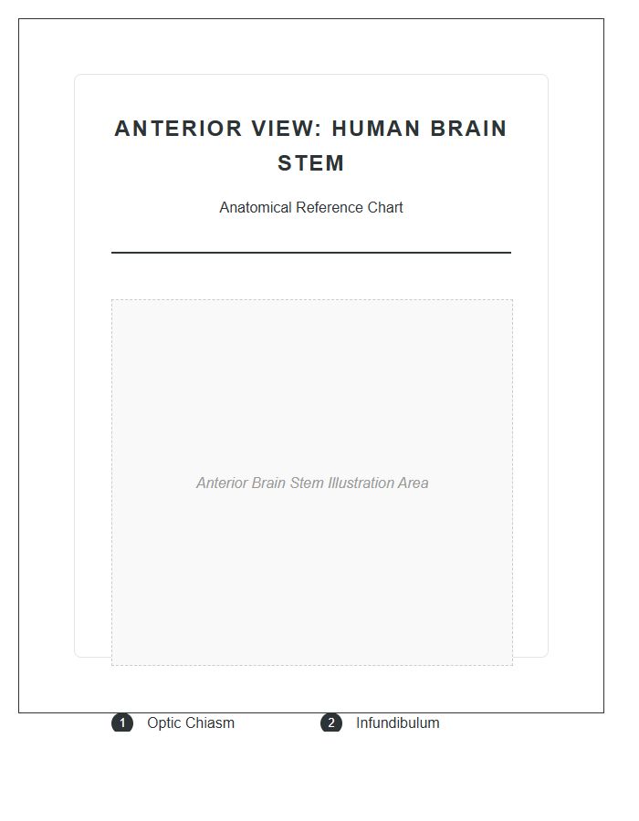 Anterior View Of Human Brain Stem Printable Chart