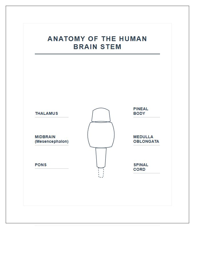 Biological Science Human Brain Stem Printable Chart