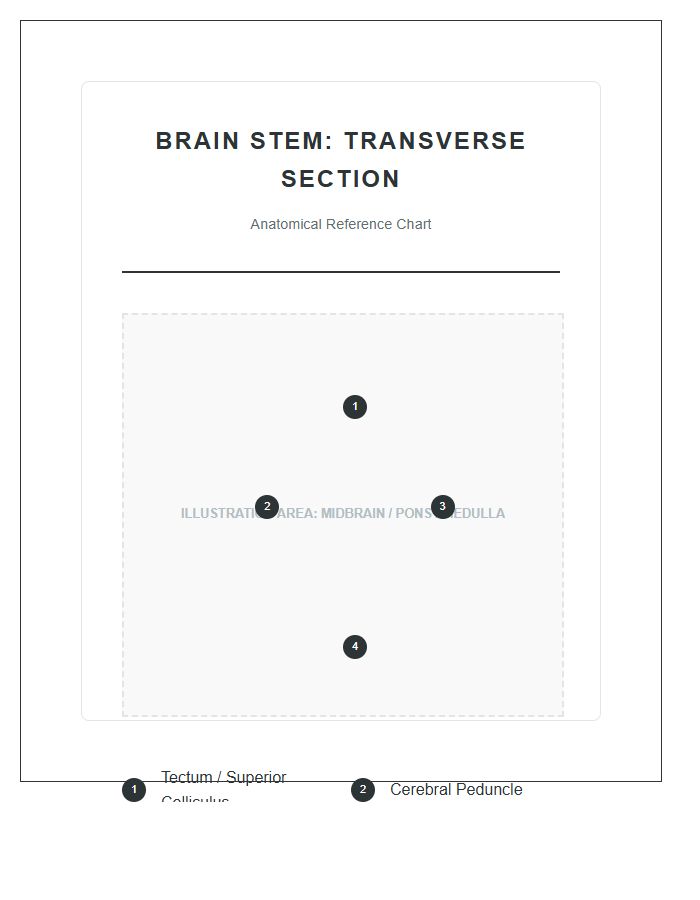 Cross Section Of Human Brain Stem Printable Chart