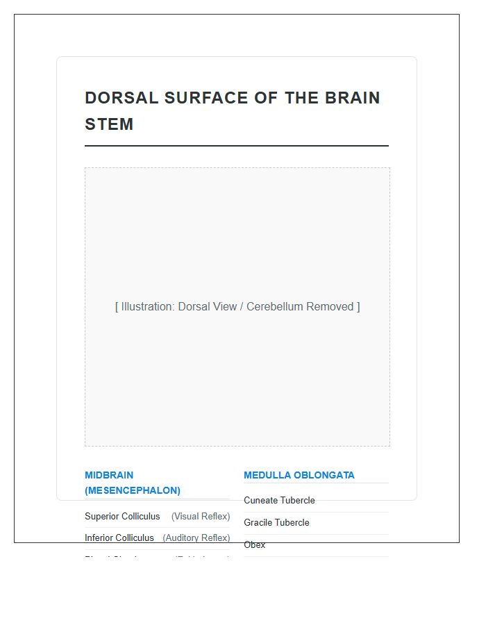 Dorsal Surface Of The Brain Stem Printable Chart