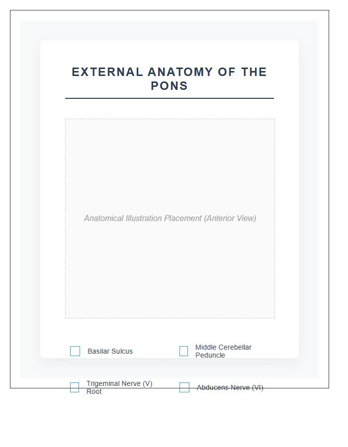 External Anatomy Of The Pons Printable Chart
