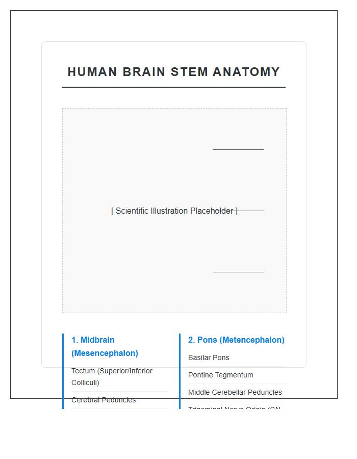 Human Brain Stem Anatomy Printable Chart