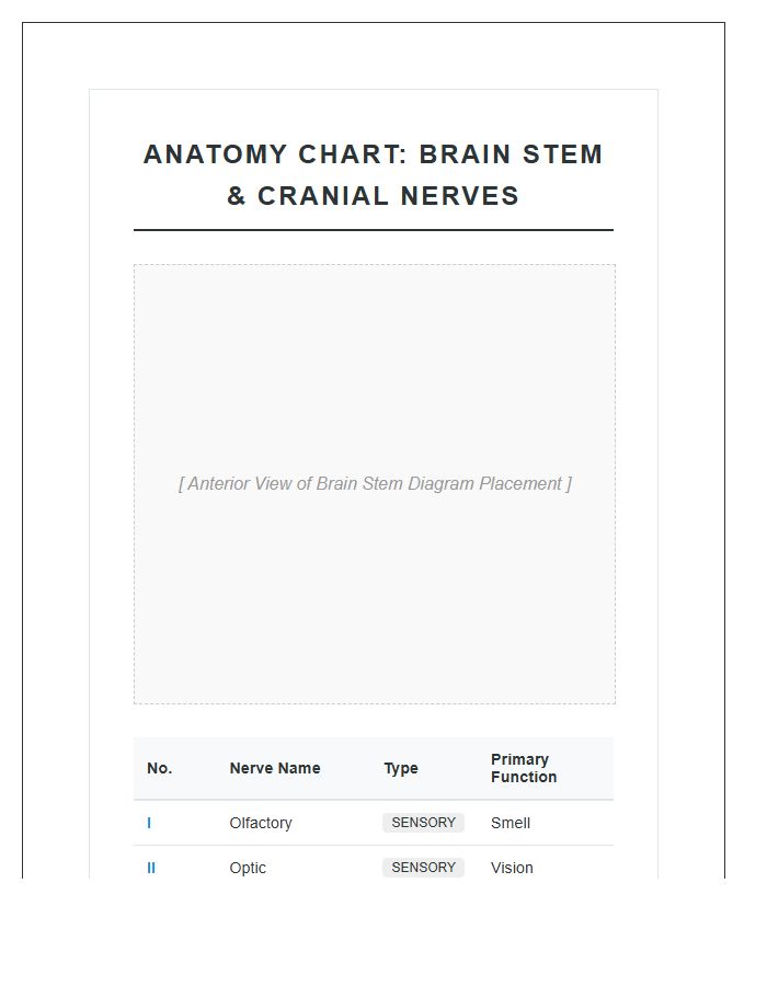 Human Brain Stem And Cranial Nerves Printable Chart