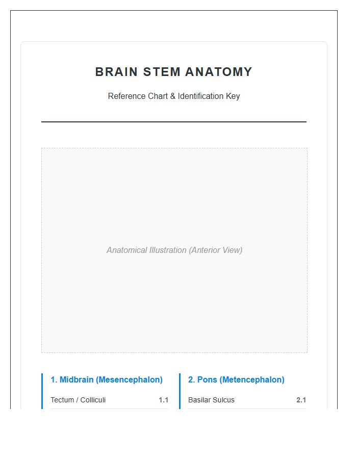 Labeled Human Brain Stem Anatomy Printable Chart