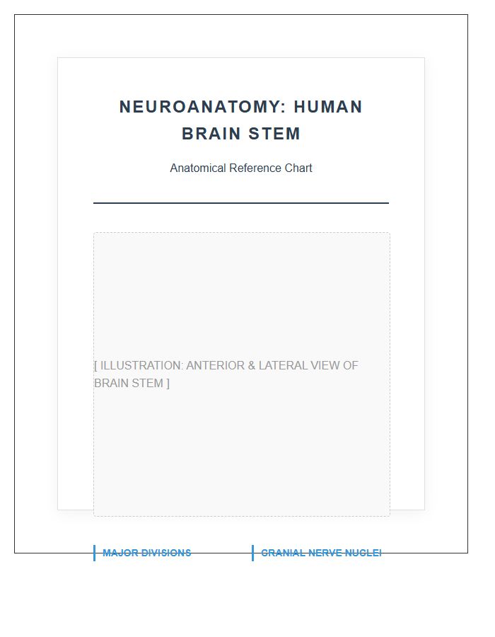 Neuroanatomy Of The Human Brain Stem Printable Chart