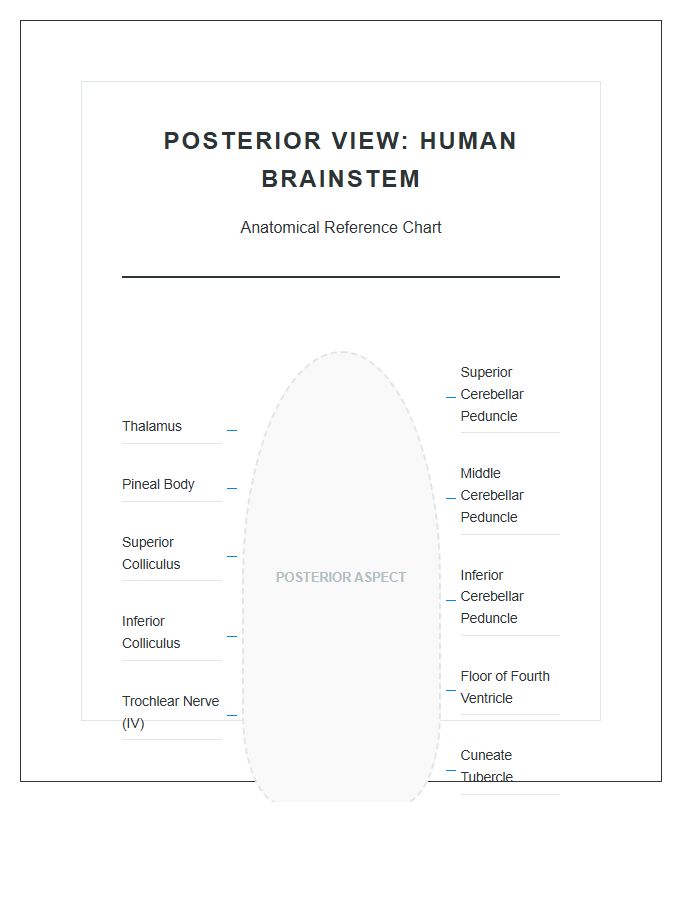 Posterior View Of Human Brain Stem Printable Chart