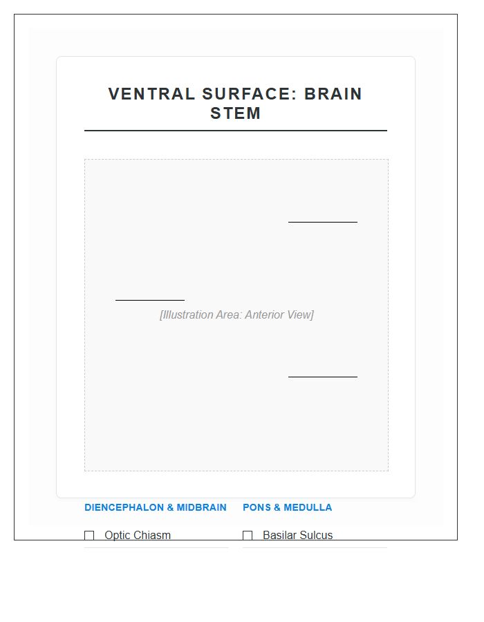 Ventral Surface Of The Brain Stem Printable Chart