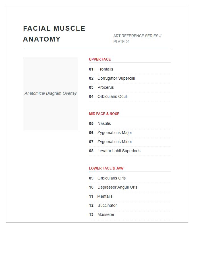 Art Reference Facial Muscle Anatomy Printable Chart