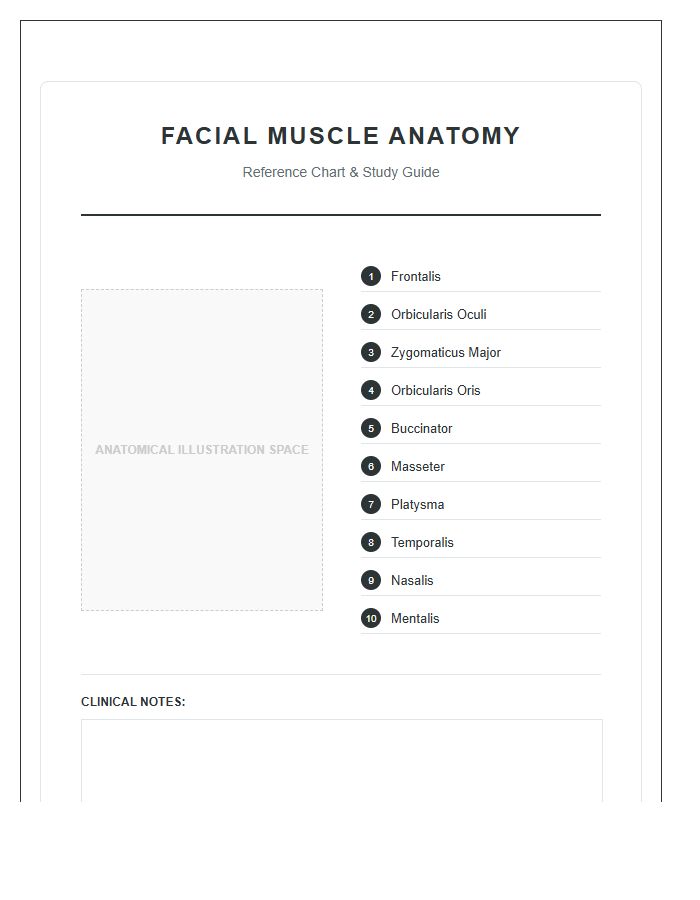 Diagram Of Human Facial Muscle Anatomy Printable Chart