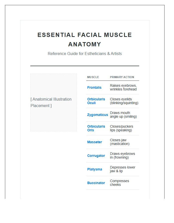 Essential Facial Muscle Anatomy Printable Chart