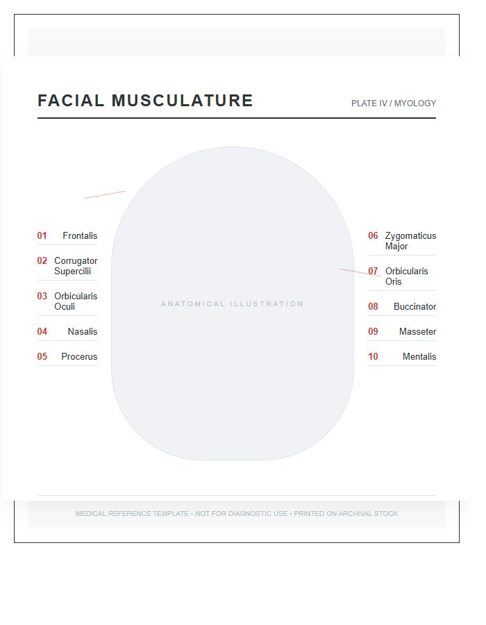 Medical Illustration Facial Muscle Anatomy Printable Chart