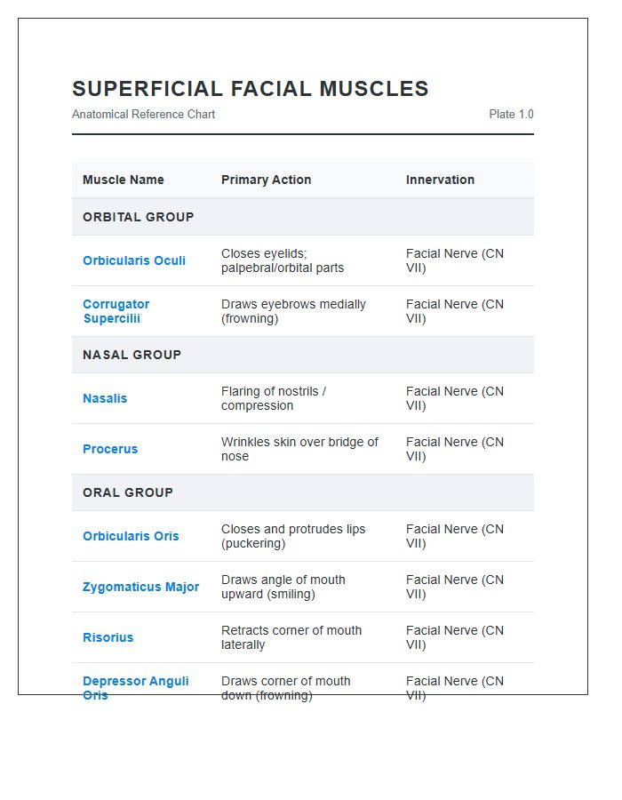 Superficial Facial Muscle Anatomy Printable Chart