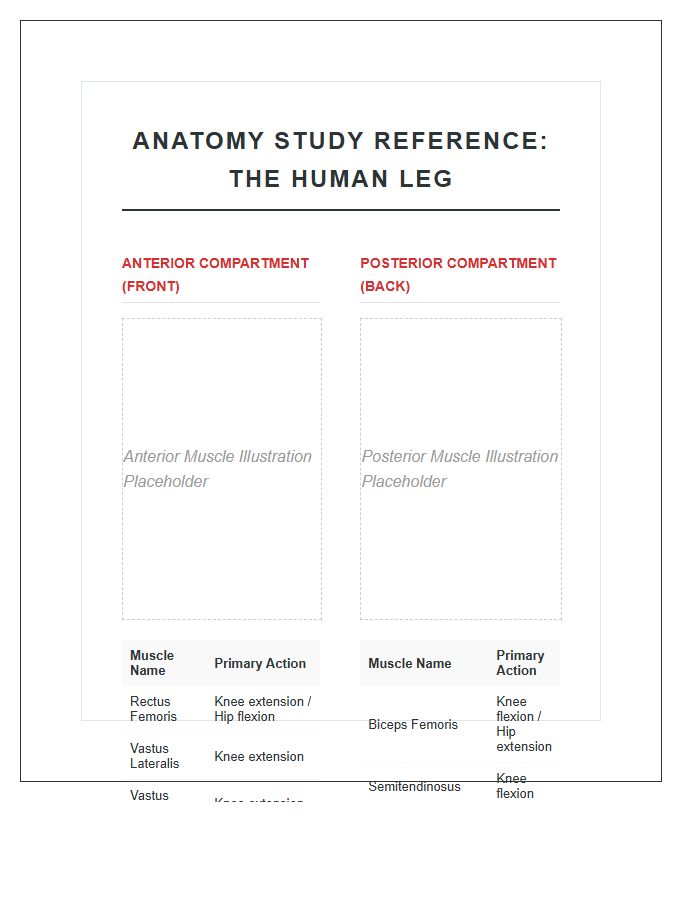 Detailed Human Leg Muscle Printable Chart