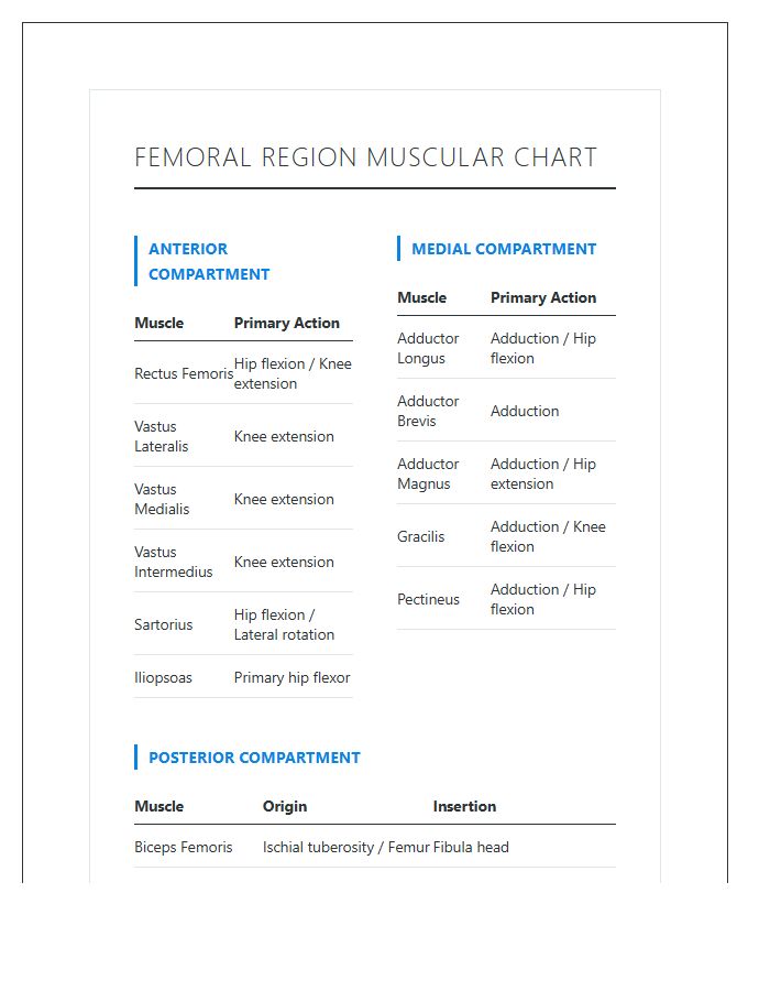 Human Femoral Region Muscle Printable Chart