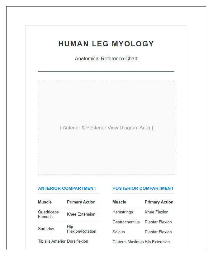 Human Leg Myology Printable Chart