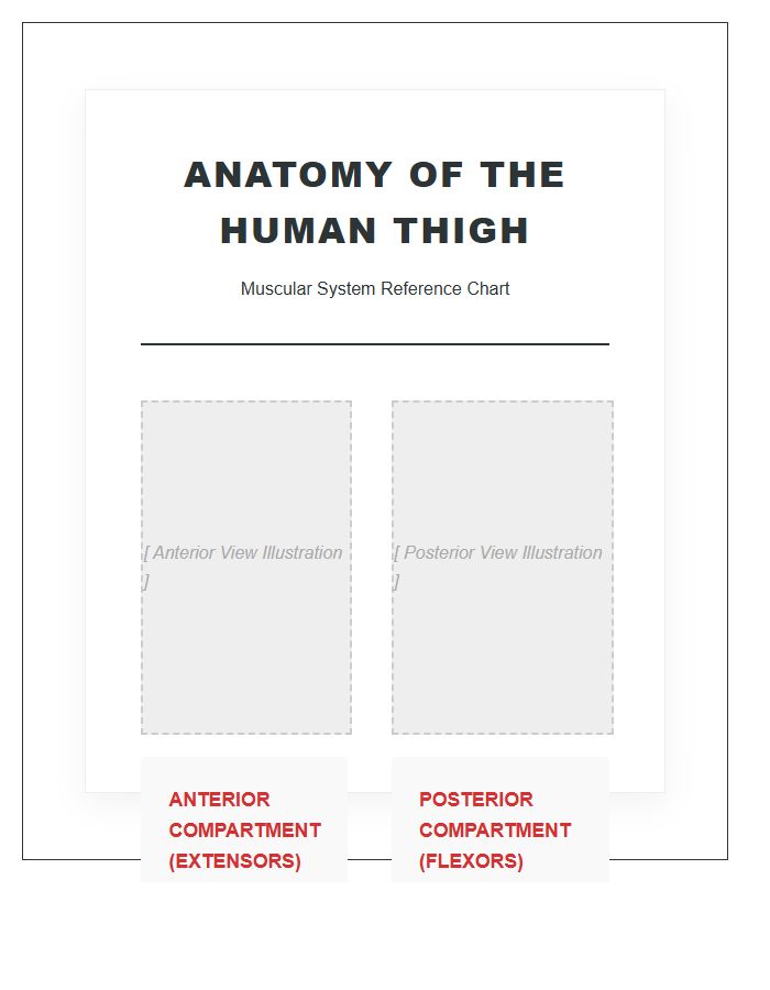 Human Thigh Muscle Anatomy Printable Chart