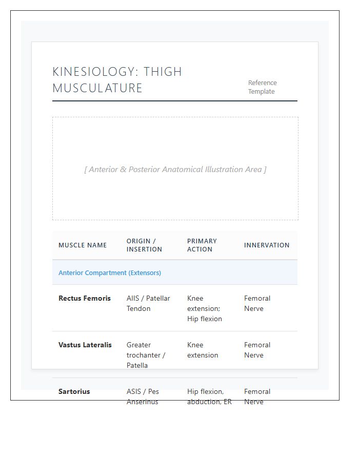 Kinesiology Thigh Muscle Printable Chart