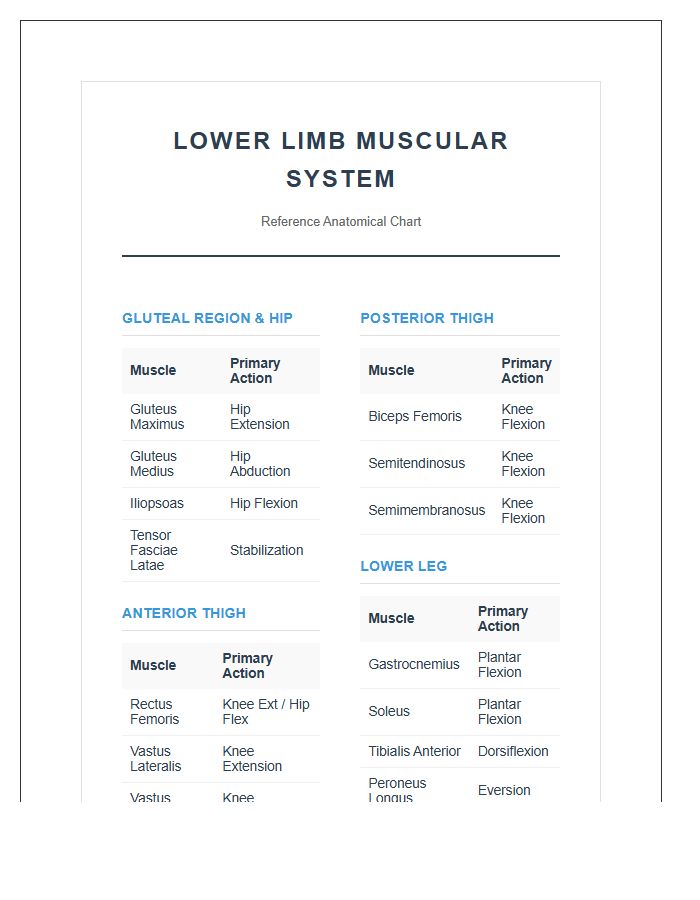 Lower Limb Muscular System Printable Chart