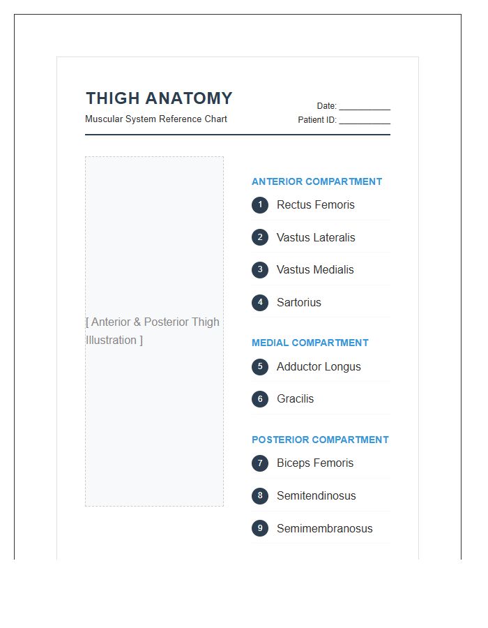 Physical Therapy Thigh Anatomy Printable Chart