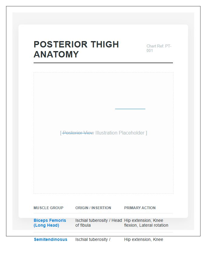 Posterior Thigh Anatomy Printable Chart