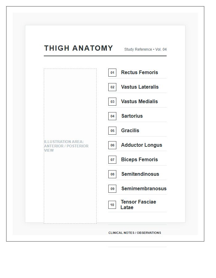 Professional Thigh Anatomy Study Printable Chart