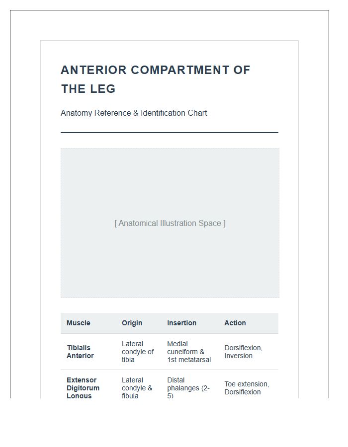 Anterior Compartment Leg Anatomy Printable Chart