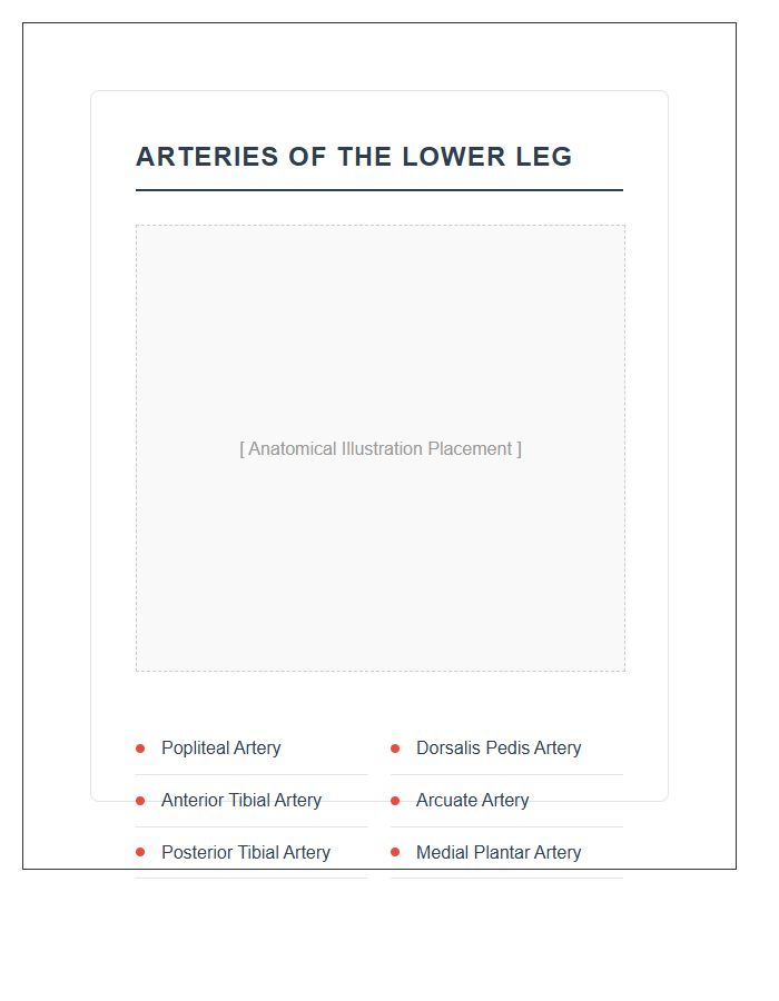 Arteries Of The Lower Leg Anatomy Printable Chart