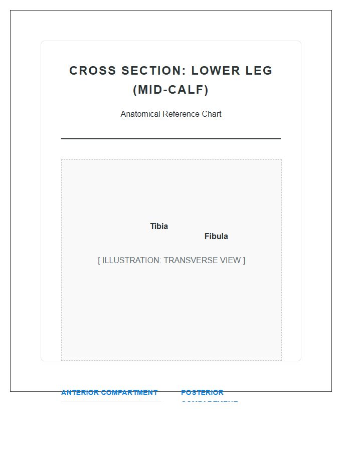 Cross Section Lower Leg Anatomy Printable Chart