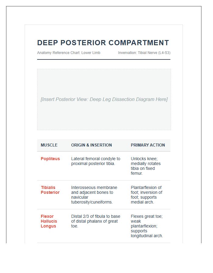 Deep Posterior Leg Muscle Anatomy Printable Chart