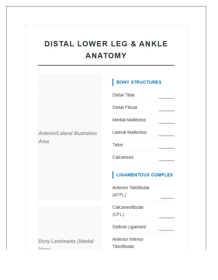 Distal Lower Leg And Ankle Anatomy Printable Chart