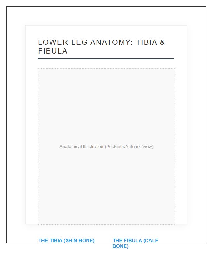 Human Tibia And Fibula Anatomy Printable Chart