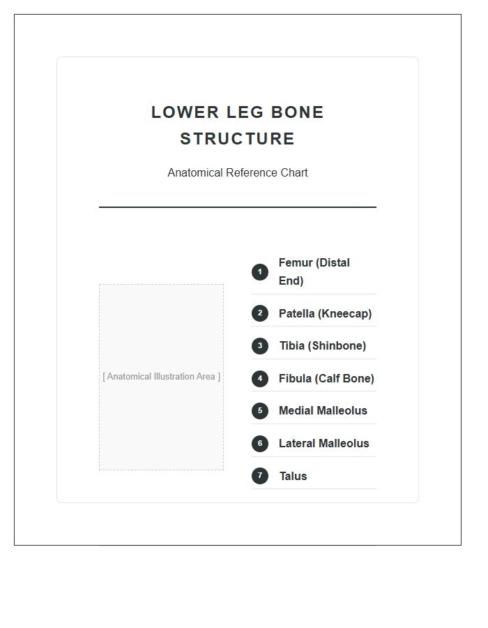 Lower Leg Bone Structure Anatomy Printable Chart