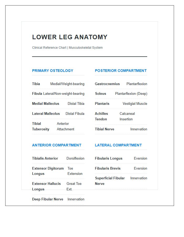 Lower Leg Musculoskeletal System Anatomy Printable Chart