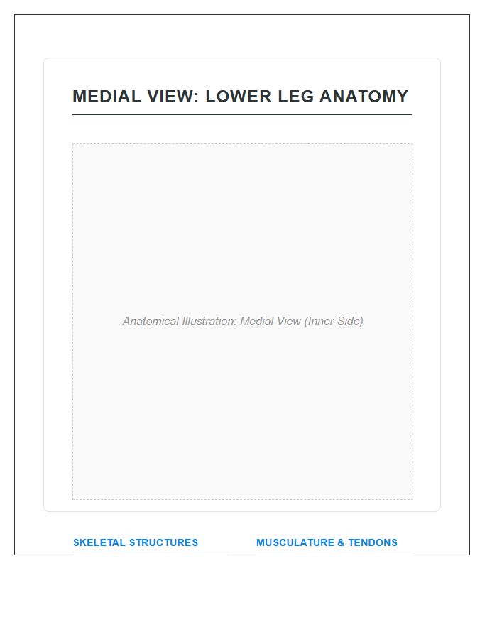 Medial View Lower Leg Anatomy Printable Chart