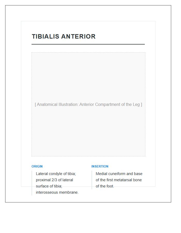 Tibialis Anterior Muscle Anatomy Printable Chart