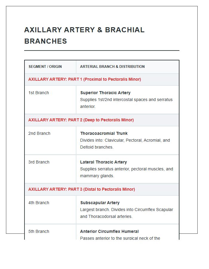 Axillary Artery And Brachial Branches Printable Chart