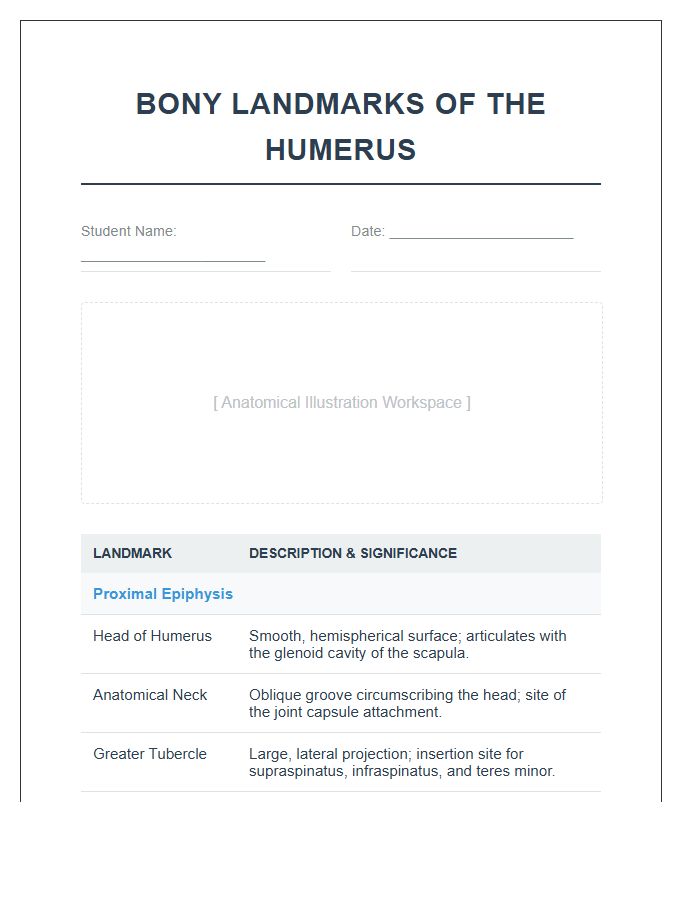 Bony Landmarks Of The Humerus Printable Chart