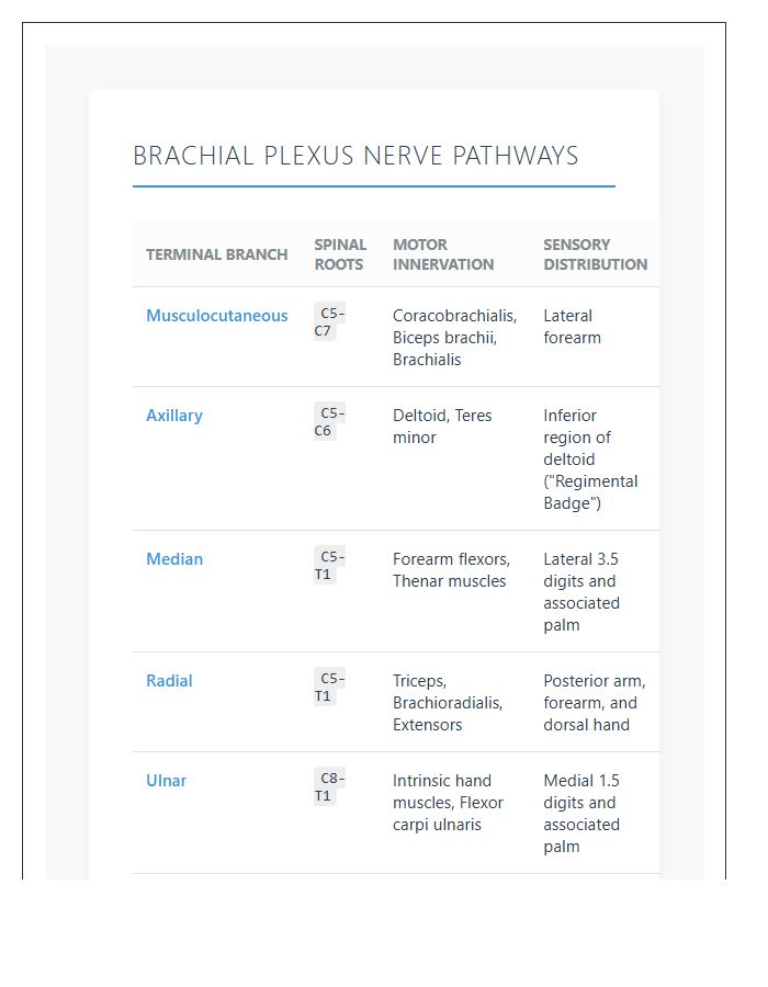 Brachial Plexus Nerve Pathways Printable Chart