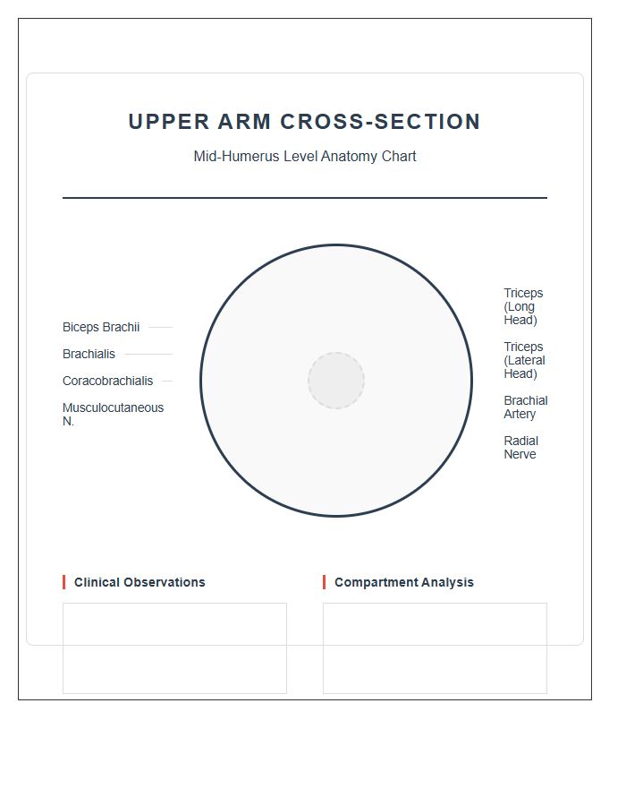 Cross Sectional Upper Arm Anatomy Printable Chart