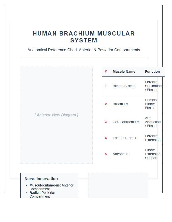 Human Brachium Muscular System Printable Chart