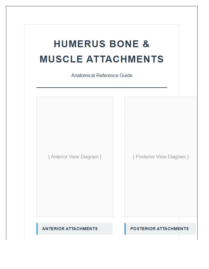 Humerus Bone And Muscle Attachment Printable Chart