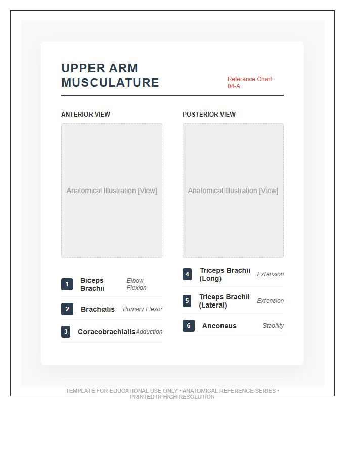 Medical Illustration Upper Arm Muscles Printable Chart