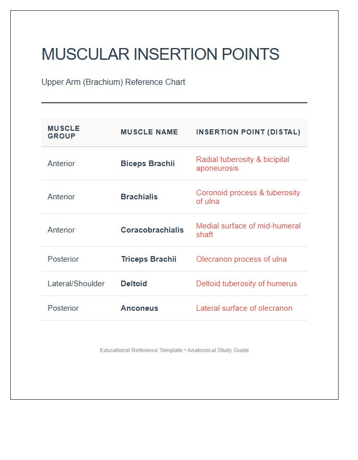 Muscular Insertion Points Upper Arm Printable Chart